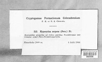 Hypoxylon serpens image